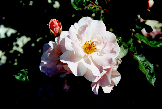 rm_1338.jpg [97922 bytes]