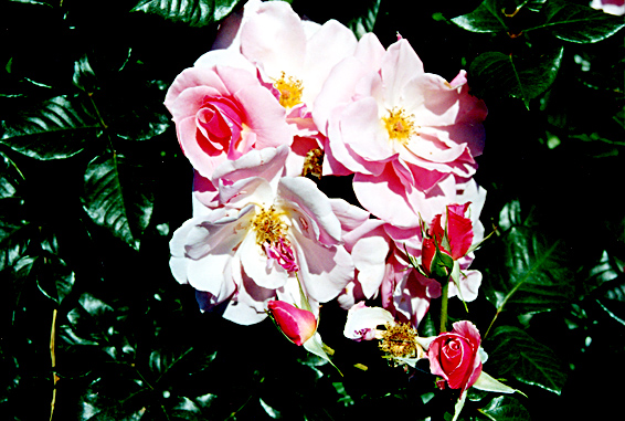 rm_1339.jpg [184200 bytes]