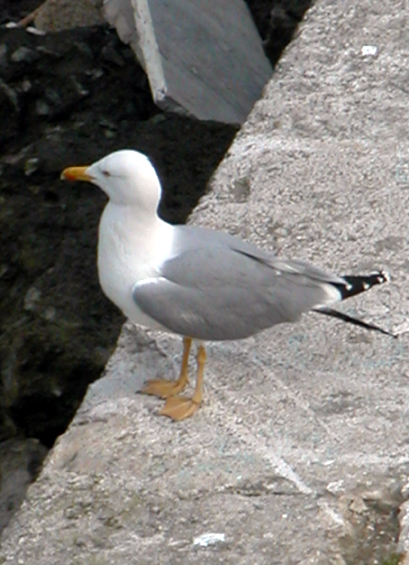 rm_1656.jpg [177469 bytes]