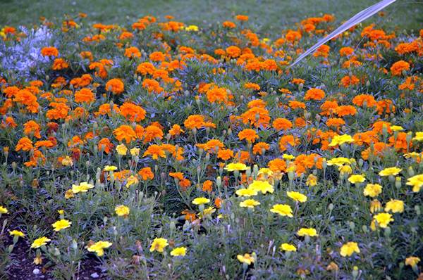 wn_660.jpg [466874 bytes]