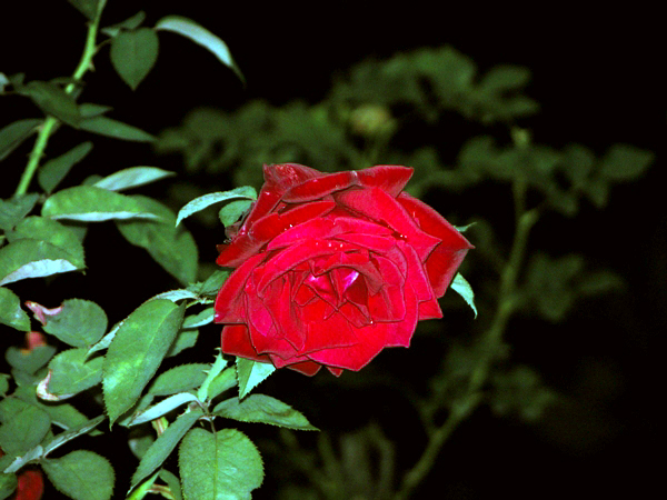 wn_716.jpg [252587 bytes]