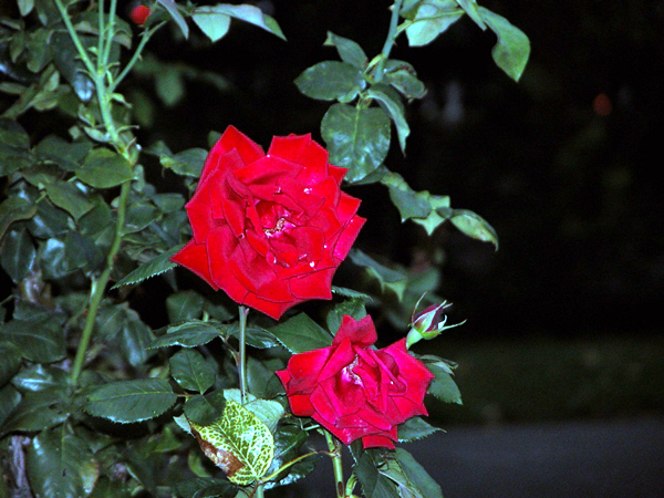 wn_717.jpg [328889 bytes]