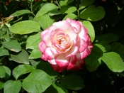 gr_115.jpg [41728 bytes]