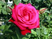 rm_1900.jpg [13873 bytes]