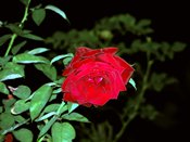 wn_716.jpg [7700 bytes]