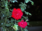 wn_717.jpg [8740 bytes]