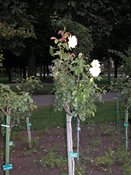 wn_719.jpg [8859 bytes]