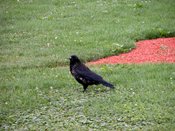 wn_778.jpg [8817 bytes]